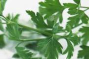吃香菜有什么好处