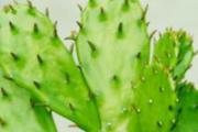 房间放什么植物对人体好 睡觉的房间放什么花好