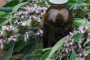益母草没来月经的时候可以喝吗 益母草是月经前喝还是月经后喝