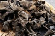 木耳和绿豆能一起吃吗 木耳豆角可以同时吃吗