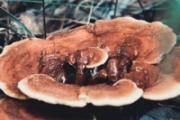 灵芝泡水好吗 灵芝泡水可以天天喝吗