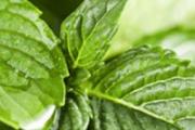 薄荷泡水喝的6个害处 湿气重能喝薄荷叶泡水吗