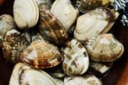 死花甲会煮开壳吗 花甲死了是什么样子