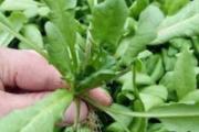 荠菜包饺子要不要用开水烫一下 荠菜跟什么菜搭配包饺子好吃