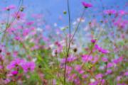 花粉过敏会遗传吗