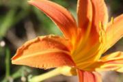 鲜黄花菜含有什么毒素 鲜黄花中毒有什么症状