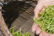 绿茶可以减肥吗 绿茶可以天天喝吗