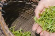 绿茶可以提神醒脑吗 绿茶可以提神多长时间