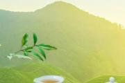 苦丁茶小叶好还是大叶好 大叶苦丁茶和小叶的有什么不同