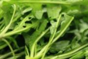 荠菜叶子黄了能吃吗 荠菜发黄为什么不能吃