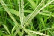 牛筋草的营养价值