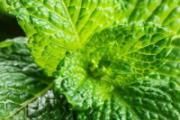薄荷可以驱蚊驱虫吗 薄荷可以放在卧室吗
