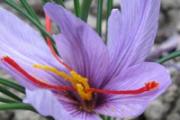 藏红花安神吗 藏红花安神的用量