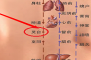 灵台的准确位置功效 人的灵台位置的图片
