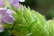 夏枯草可以外敷吗 夏枯草怎么外敷