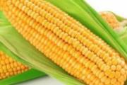玉米吃了有什么好处 食用玉米要注意什么