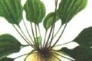 喝车前草会拉肚子吗 喝车前草拉肚子怎么回事