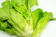 生菜糖尿病能吃吗