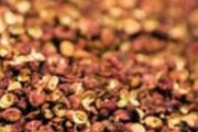 花椒有虫怎么驱虫 花椒怎么预防长虫