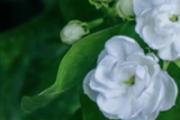 新鲜茉莉花可以食用吗 新鲜茉莉花可以直接泡水喝吗