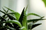 芦荟有什么作用 芦荟居然全身上下都是宝
