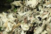 脸上有痘痘可以用艾叶洗脸吗 用艾叶水擦脸上的痘痘有效吗