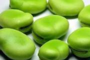 为什么蚕豆必须煮熟后食用