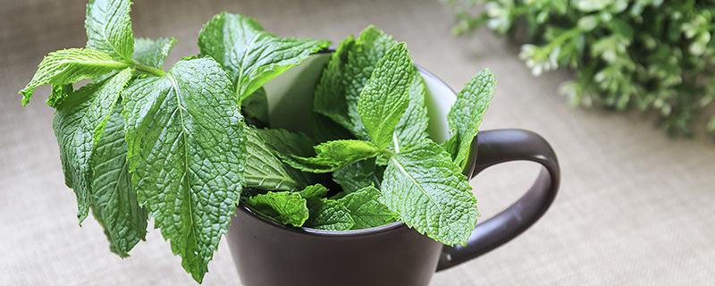 薄荷蜂蜜水怎么泡 薄荷蜂蜜水的功效