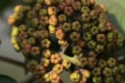嘴巴里面烂了用什么好的快 这些方法最实际