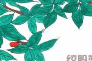 绞股蓝茶的功效与禁忌 绞股蓝茶什么人不能喝
