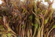 吃了香椿喝茶难受 香椿和茶叶怎么吃比较好