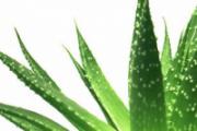 芦荟的营养价值