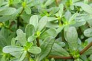 疱疹性咽峡炎不能吃什么
