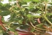 马齿苋泡水喝的功效干的好还是湿的好 马齿苋吃了会流产吗