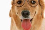 打狂犬疫苗期间可以性生活吗 打了狂犬疫苗同房传染