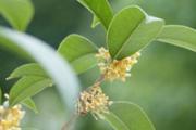 桂花酱怎么做 新鲜桂花酱怎么做