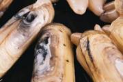 蛏子怎么判断死活 蛏子死了能不能吃了