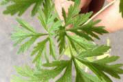 艾叶泡脚能治风湿吗