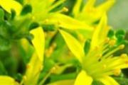 救心菜和养心菜的区别 救心菜不能和什么一起吃