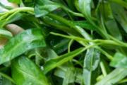 空心菜和西红柿能一起吃吗 空心菜和西红柿一起吃的好处