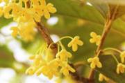 桂花是寒性的还是热性的 湿气重可以喝桂花茶吗