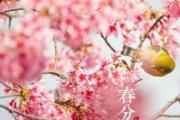 春分是什么意思啊 春分时是昼长夜短还是昼短夜长