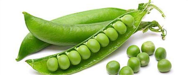 豌豆可以打豆浆喝吗
