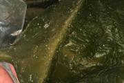 海白菜不能和什么同吃 3种食物不和海白菜一起吃
