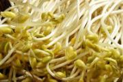 黄豆芽生吃可以吗 黄豆芽怎么吃最好