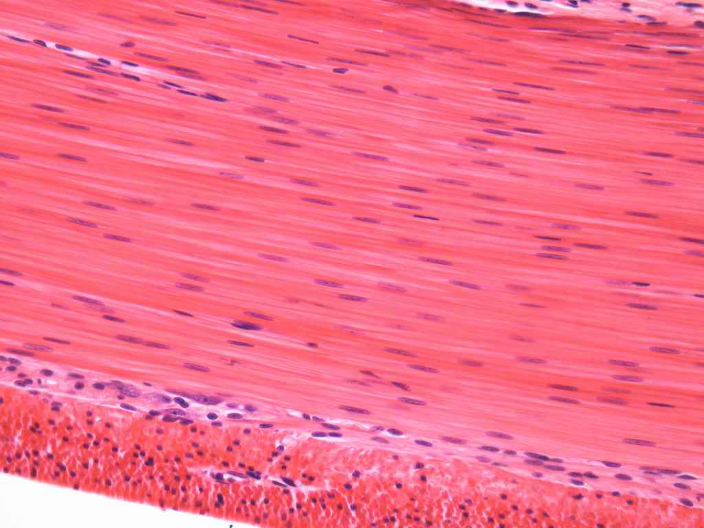 益母草对平滑肌作用