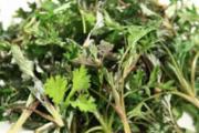 吃茼蒿能降血糖吗 糖尿病可以吃茼蒿吗
