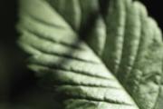绞股蓝和山楂一起泡茶喝的功效和作用 绞股蓝茶能不能天天喝