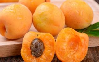 杏子什么季节成熟