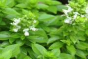 荆芥可以吃吗 荆芥怎么吃比较好